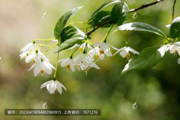 秤錘樹花