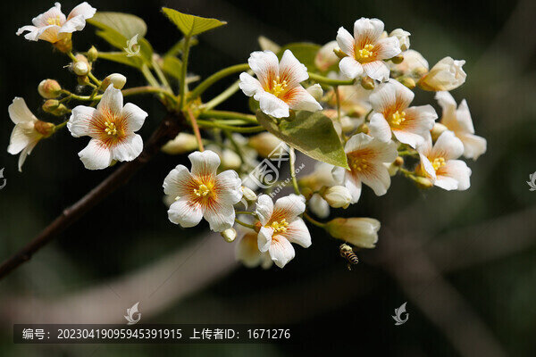 油桐花