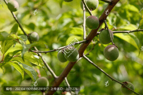 梅子
