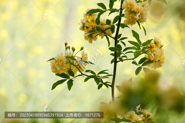 黃木香花