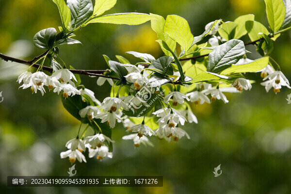 秤錘樹(shù)花