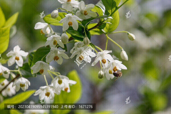 秤錘花