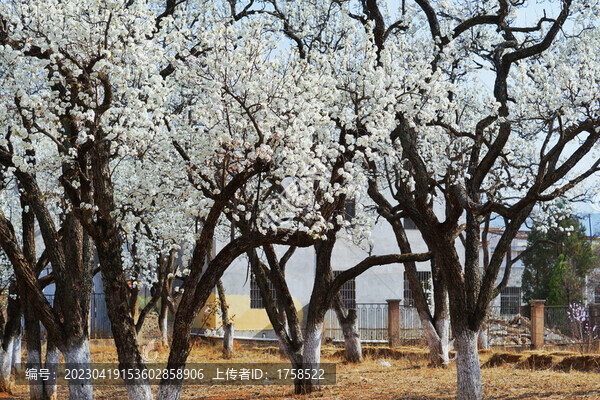 梨園風(fēng)光