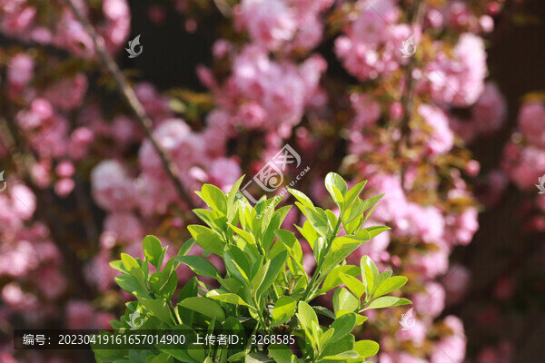 盛開的海棠花