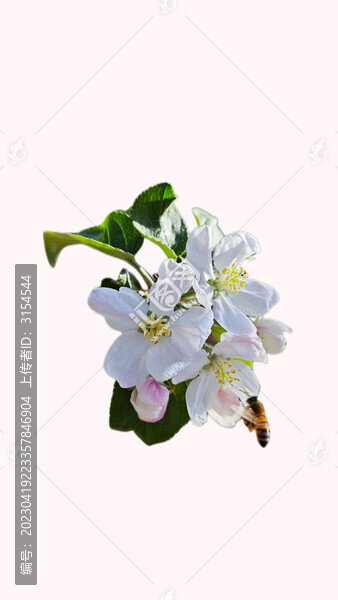 春天梨花盛開
