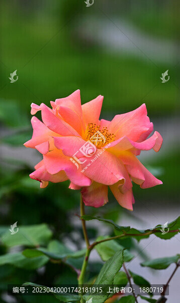 月季花