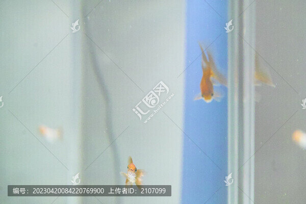 呆萌小金魚