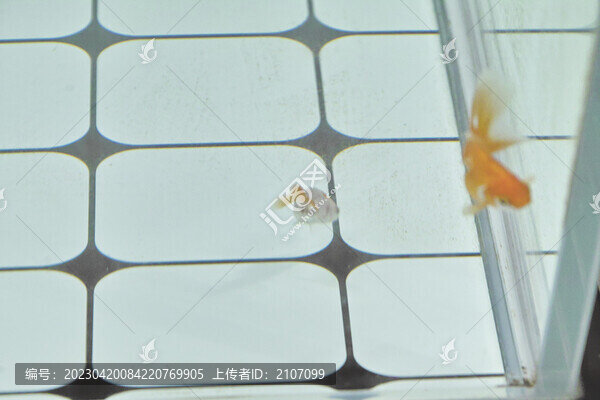 呆萌小金魚