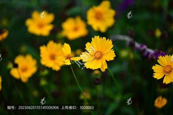 小野菊