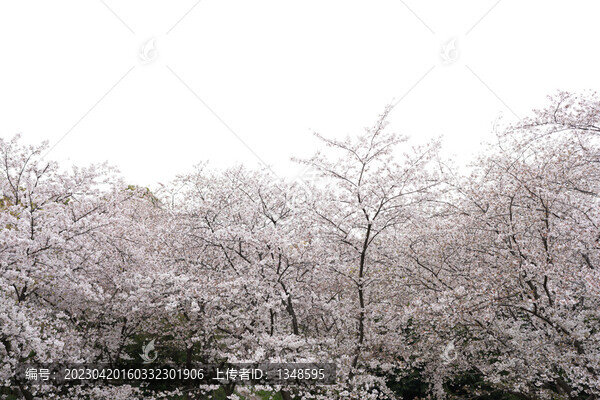 櫻花林天空