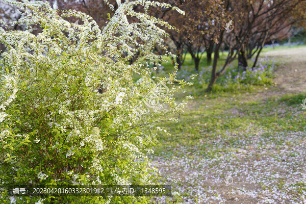 小白花