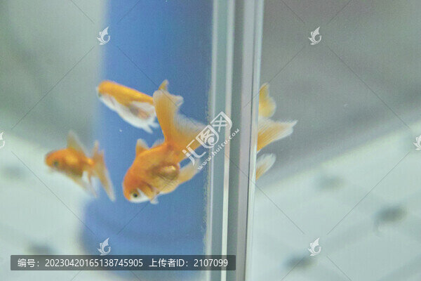 家庭養(yǎng)魚