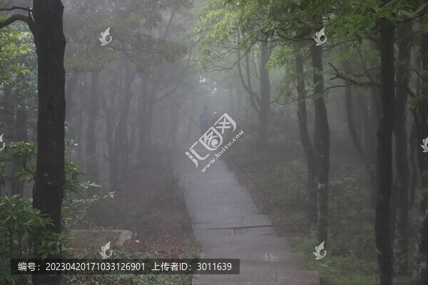 霧天林間小路
