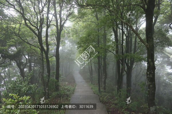 林間小路