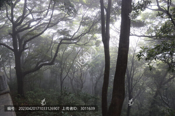 霧里的樹林