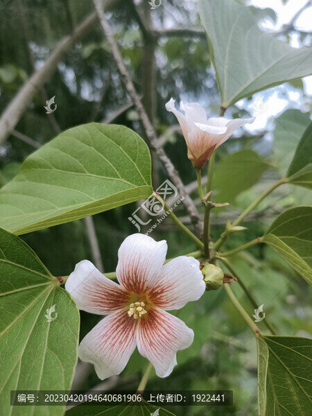 油桐花