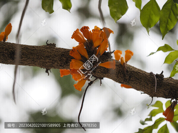 火燒花