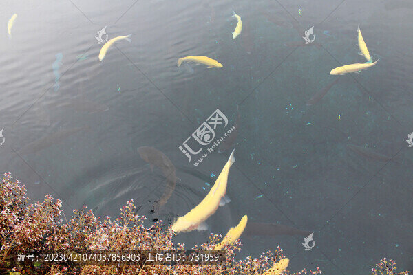 忍野八海的錦鯉
