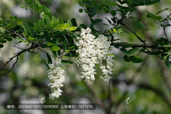 洋槐花