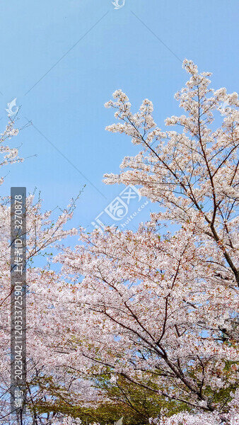 春天浪漫櫻花戶外風(fēng)景圖