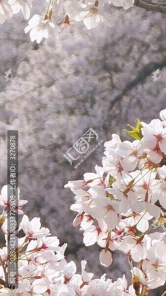 浪漫春天櫻花戶外風景圖