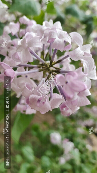 丁香花