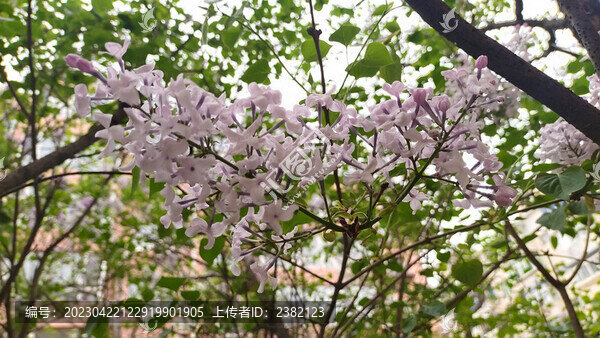 丁香花