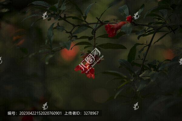 石榴花