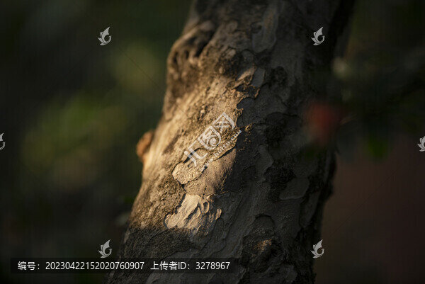 石榴樹