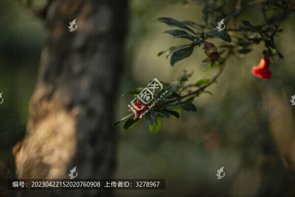 石榴花