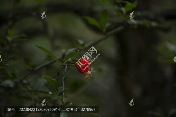 石榴花