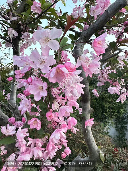 桃花盛開特寫