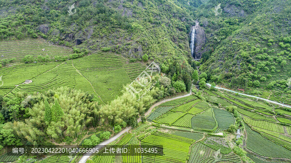 茶園風(fēng)光航拍
