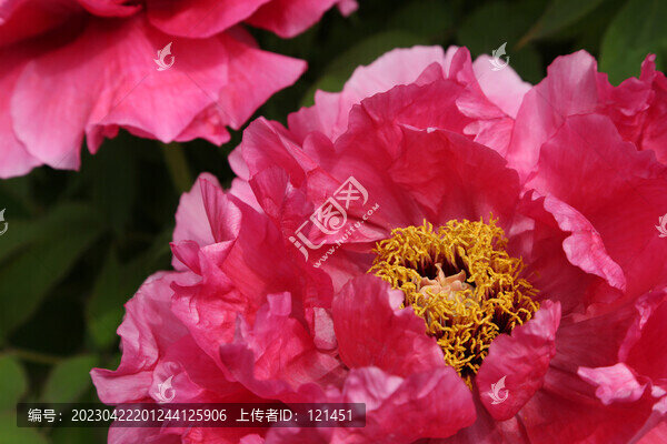 牡丹