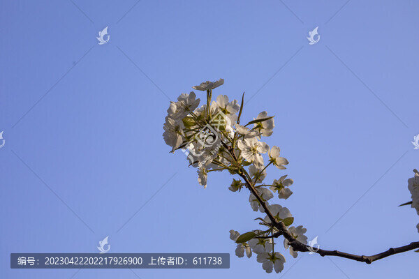 吉林市江畔梨花