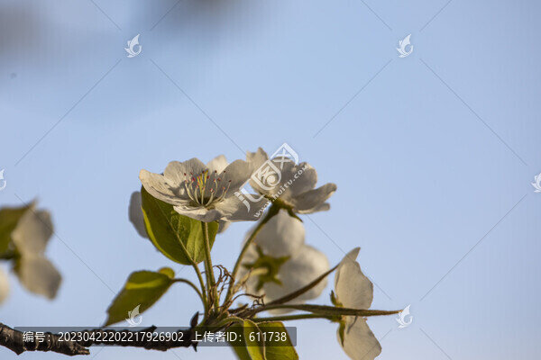 吉林市江畔梨花