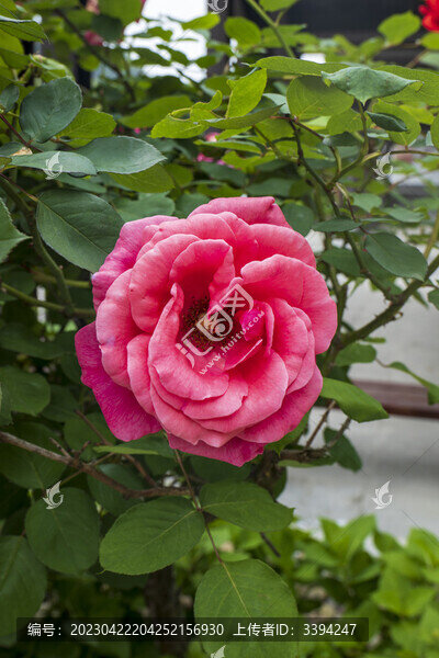 玫瑰花