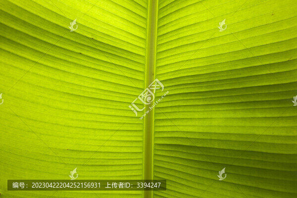 芭蕉葉底紋