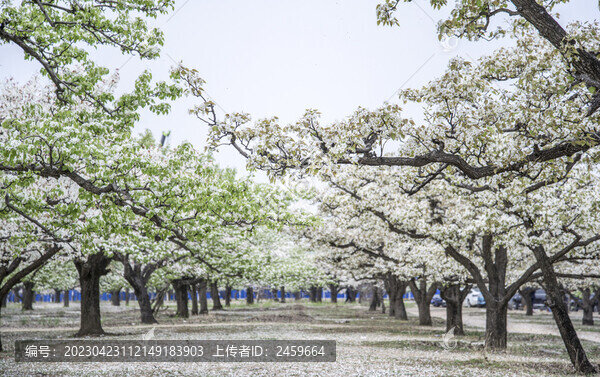 梨花樹