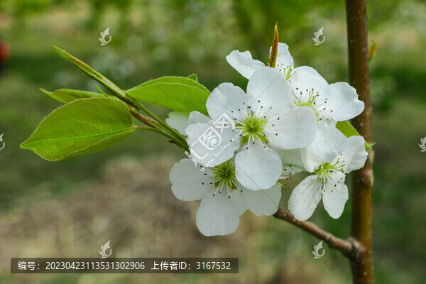梨花特寫(xiě)