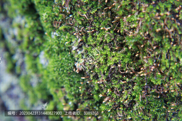 春天來(lái)了苔蘚開(kāi)花