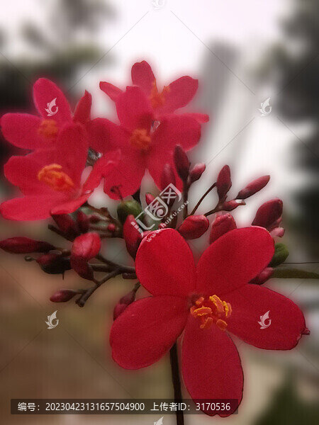 琴葉櫻花高清琴葉珊瑚圖片