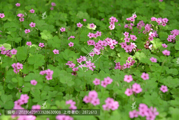 醡漿草