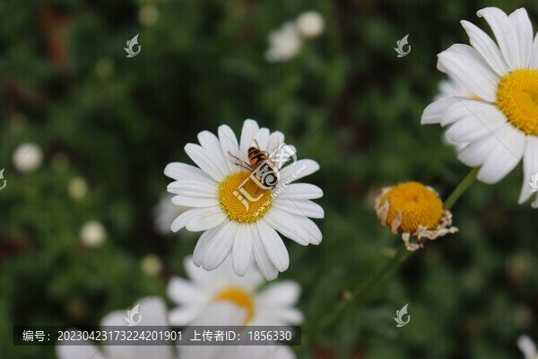 雛菊