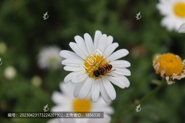 蜜蜂