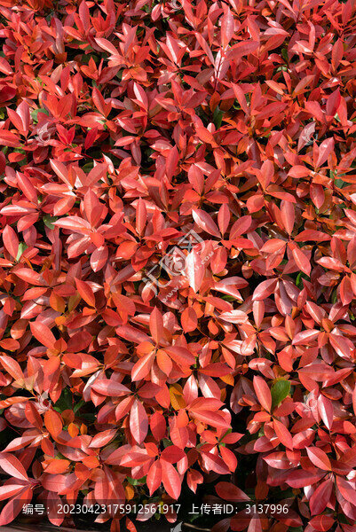 紅葉石楠