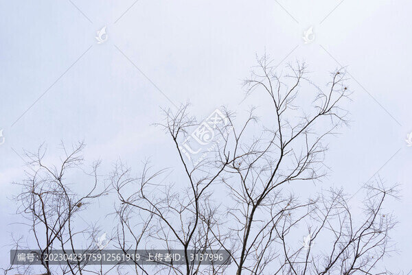 枯樹枝