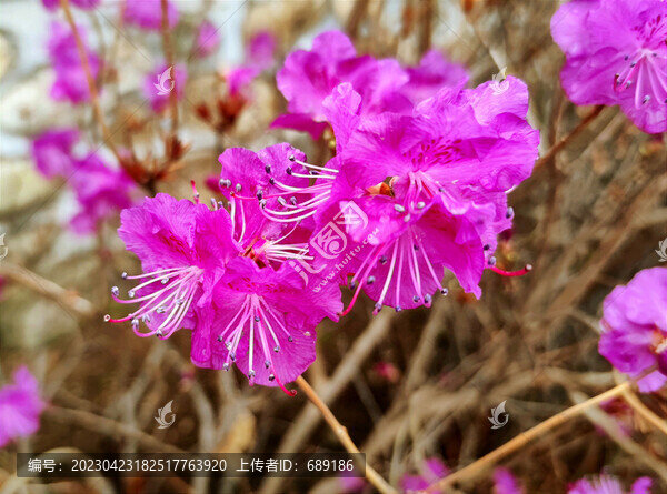 金達(dá)萊花