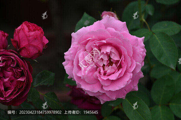 月季花