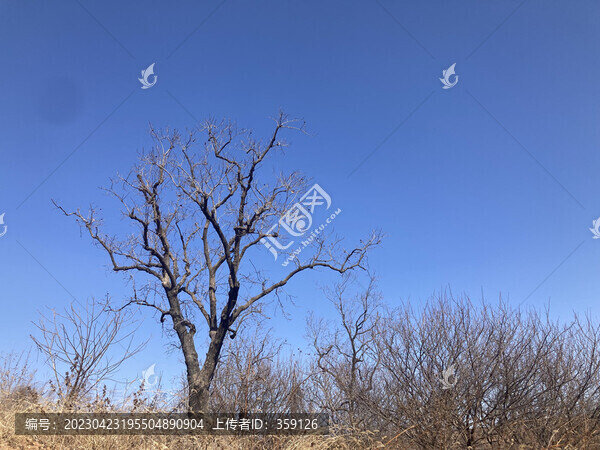冬天枯樹